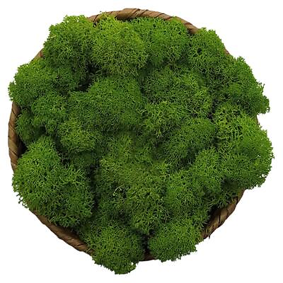 #ad Moss Preserved Green Moss for Fairy Gardens Terrariums Any Craft or Floral... $15.32