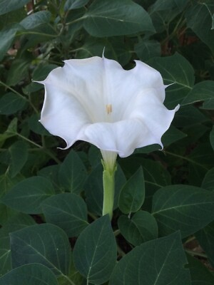 #ad Moonflower 50 Seeds WHITE Fragrant Bush Organic Moon flower Datura Trumpet $2.79