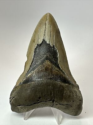 #ad Megalodon Shark Tooth 4.48” Lower Jaw Unique Fossil Real 17843 $69.00