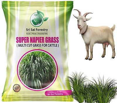 #ad Super Napier Grass Seebs 10000 Seebs Pack High Yield Multicut Grass Seebs $88.88