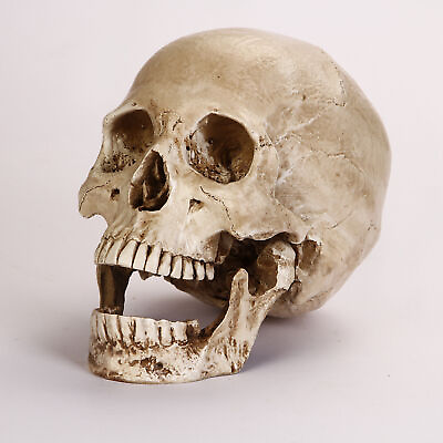 #ad Resin Replica 1:1 Life Human Anatomy Skull Collectable Bar Decoration Teaching $14.80