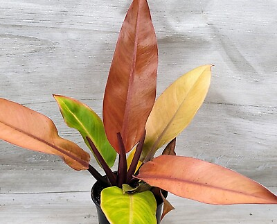 #ad Philodendron Red Sun Philodendron McColley#x27;s Finale in 3quot; Pot $12.99