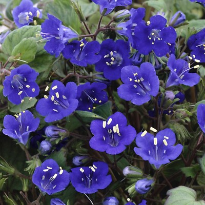 #ad California Bluebell Campanula Seeds 100 Seeds NON GMO BUY 4 GET FREE SHIPPING $0.99