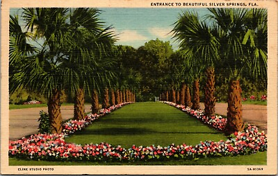 #ad Postcard Palm Trees Entrance to Beautiful Silver Springs FL $3.28