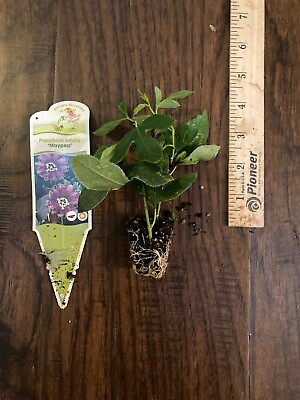 #ad Maypop Passion Flower P. incarnata 1 TC Plant Plug 2 4 in Edible Fruit $9.99