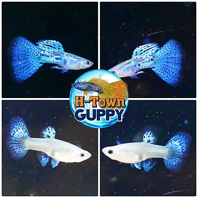 #ad 1 TRIO Live Aquarium Guppy Fish High Quality Blue Grass $35.16