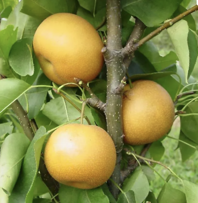 #ad Semi Dwarf Chojuro Asian Pear Tree Bare Root 3 4 feet 2 yrs old $57.25