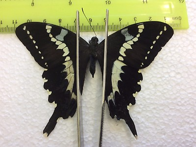 #ad MB 02 A A Papilio delalandi Papilio $5.00