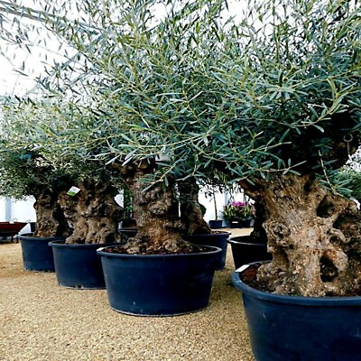 #ad 10 CANINO OLIVE TREE SEEDS Olea europaea European Common Edible Fruit Plant $6.95