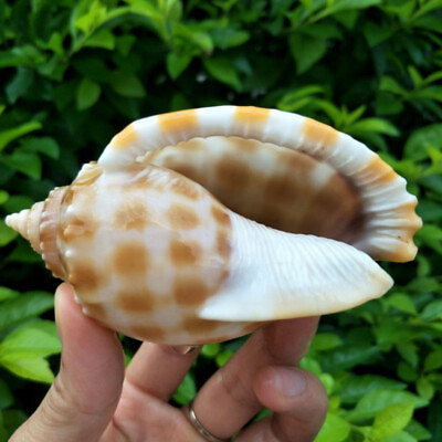 #ad 7 8cm Large Natural Conch Sea Shells Rare Clam Fish Tank Aquarium DIY Decoration $5.40