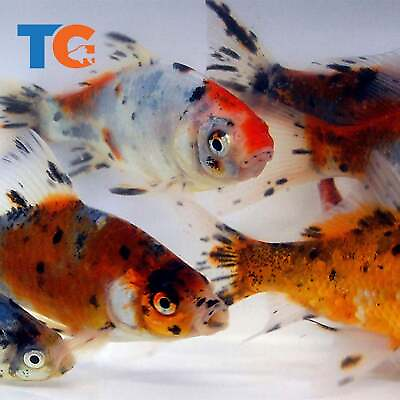 #ad Toledo Goldfish LIVE Shubunkin Goldfish $58.00