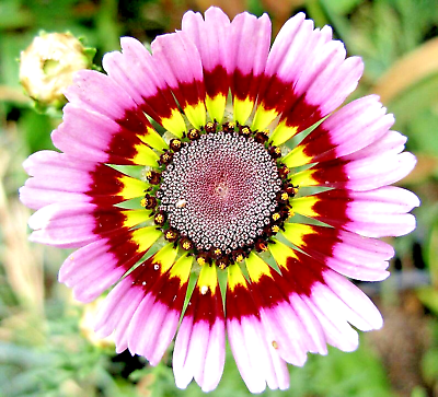 #ad 500 PAINTED DAISY TRICOLOR SPRING MIX SEEDS GIGANTIC FLOWERS BUTTERFLIES BEES $3.59
