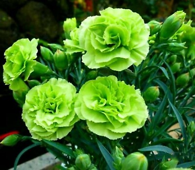 #ad 100 Bright Green Carnation Seeds Dianthus Flowers Seed Flower Perennial 302 $5.49