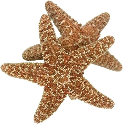 #ad 5 Large Natural Sugar Starfish Seashell Rare Real Aquarium Home Deco 4 6quot; New $46.20