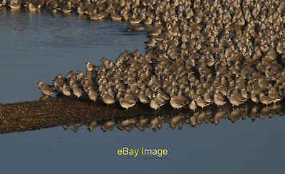#ad Photo 6x4 A lot of knot The edge of the large high tide gathering TF6430 c2021 GBP 2.00