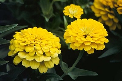 #ad 50 Zinnia Seeds Dreamland Yellow FLOWER SEEDS $7.25