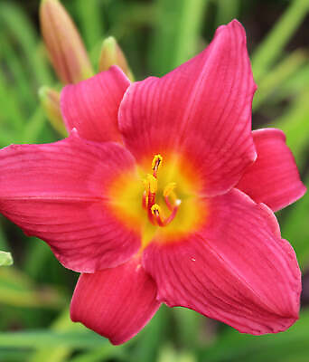 #ad Wine Delight Daylily 3 root divisions $15.99