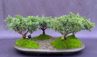 #ad Shimpaku Juniper Bonsai Tree Four Tree Forest Group 19quot; tall Outdoor Evergreen $819.95