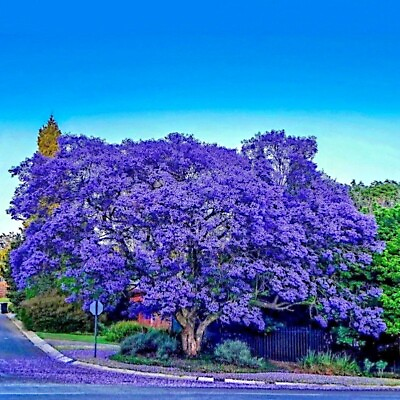 #ad Jacaranda Fern Tree Seeds Mimosifolia acutifolia Tropical Blue Flowers Plant $14.95