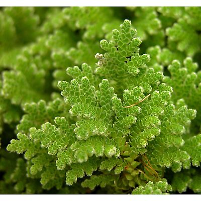 #ad Azolla Filiculoides Fairy Moss Floating Live Aquarium Plants BUY 2 GET 1 FREE $8.80