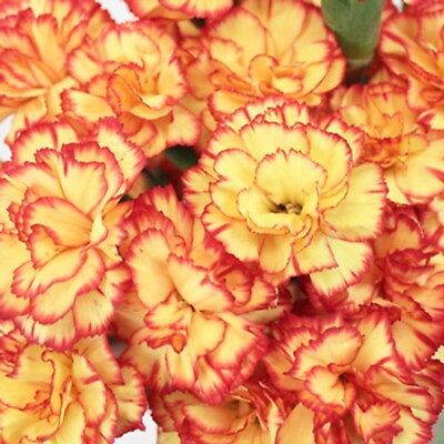 #ad 100 Yellow Orange Carnation Seeds Dianthus Flowers Seed Flower Perennial 219 $4.49