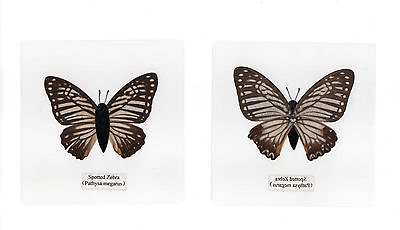 #ad Laminated Spotted Zebra Butterfly Specimen in 110 mm Clear Square Plastic Sheet $12.00