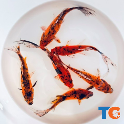 #ad Toledo Goldfish LIVE Tiger Shubunkin Goldfish $100.00