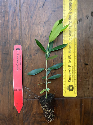 #ad Leccino Olive Tree Olea europaea 1 Live TC Plant Plug –4 8 inches Edible $9.99