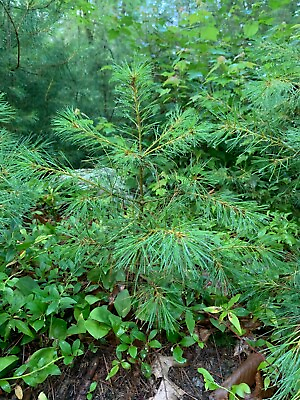 #ad 18quot; 24quot; Eastern White Pine Seedlings Transplants. Qty 5 trees $17.49