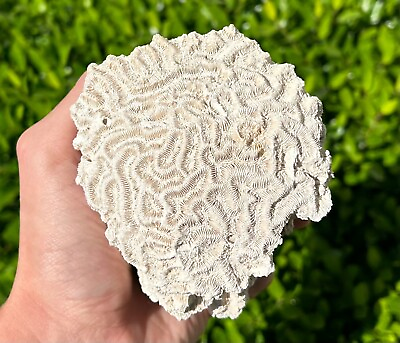 #ad Florida Fossil Coral Diploria labyrinthiformis BIG 4” Pliocene Tamiami Formation $29.99