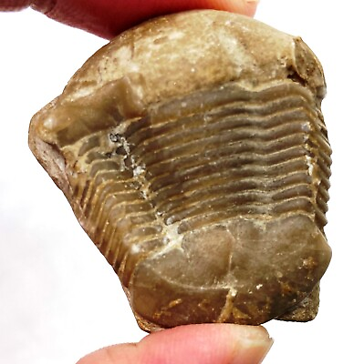 #ad Illaenus trilobite fossil specimen Russia Ordovician $80.00