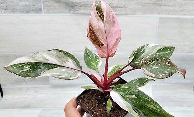 #ad Philodendron Marble Galaxy Pink Princess rare live house plant in 3quot; pot $20.99