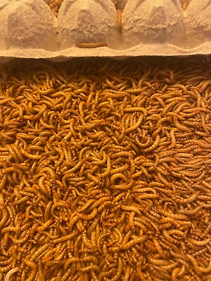 #ad Mealworms Live Medium amp; Large Nutritious Live Meal Worms 25 5000ct $28.99