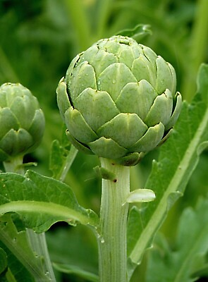 #ad 100Organic Green Globe Artichoke Seeds NON GMO Heirloom Fresh Garden 2024 $3.95