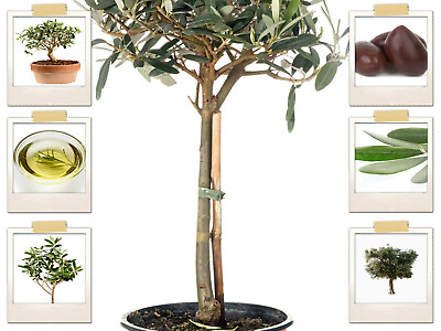 #ad 15 Olive Seeds for Planting Tree Purple Olive Edible Olea Africana Fruit $3.95