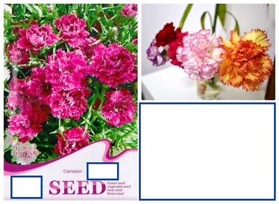 #ad 20 SEEDS Mixed Color Chinese Carnation flower exotic garden bed plant USA Seller $7.75