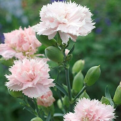 #ad La France Carnation Seeds Non GMO Free Shipping Seed Store 1252 $40.39