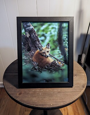 #ad Framed Fox Print Original Wildlife Photography $18.00