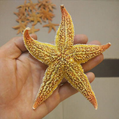#ad 2Pcs Natural Dried Starfish Sea Star Beach Craft Wedding Party Home Decoration $6.79