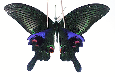 #ad PA10784. Unmounted insects: Papilio sp. Central Vietnam. Ngoc Linh $2.75