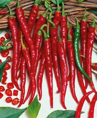 #ad 75 CAYENNE LONG RED SLIM CHILI PEPPER SEEDS FRESH HARVEST FOR 2024 GARDENS $2.19