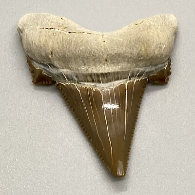 #ad Gorgeous sharply serrated 1.67quot; Fossil AURICULATUS Shark Tooth KZ $99.00