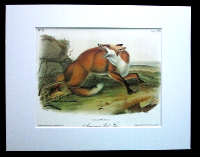 #ad Audubon#x27;s quot;American Red Foxquot; Matted Art Print $25.99