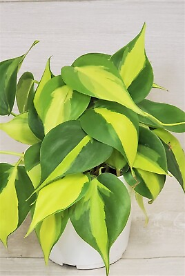 #ad Philodendron Brazil Philodendron Brasil Rare LIVE Brasil in 3quot; Pot $9.99