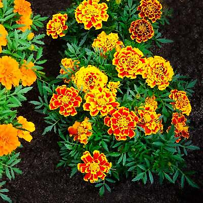 #ad Jumbo Marigold Crackerjack Mixed Flowers Seeds Organic Non Gmo Heirloom $9.79