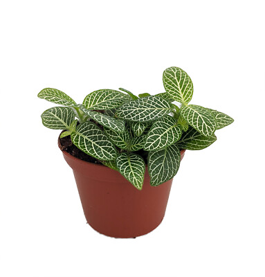 #ad Mini Green amp; White Nerve Plant Fittonia verschaffeltii 2.5quot; Pot $8.99