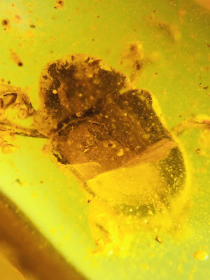 #ad Burmese burmite Cretaceous beetle insect fossil amber Myanmar $39.99
