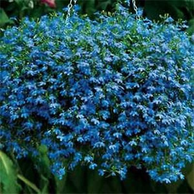 #ad Lobelia Blue Carpet 100 Seeds BOGO 50% off SALE $3.79