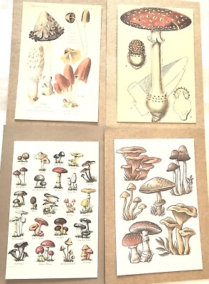 #ad 4 Fungi Mushroom Vintage Style Prints 4quot;×6quot; Great For Collage $12.99