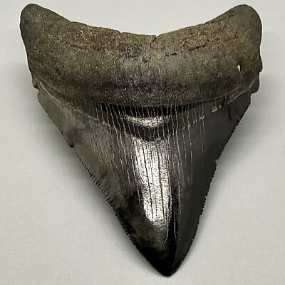 #ad Nice Color Patterns High Quality Sharply Serrated 3.70quot; Fossil MEGALODON Tooth $199.00
